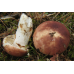 Мицелий Сыроежки пищевой / Сыроежка съедобная (Russula vesca)